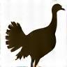 TurkeyTrek Collective Logo: Stylized turkey silhouette